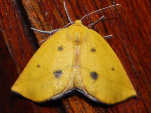 /filer/webapps/moths/media/images/A/algoaria_Drepanogynis_A_Grobler_02.jpg