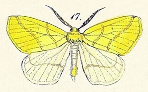 /filer/webapps/moths/media/images/A/algoaria_Euchlaena_HT_Felder_1875_123-17.jpg
