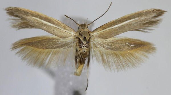 /filer/webapps/moths/media/images/A/alhamrae_Scythris_PT_ZMUC.jpg