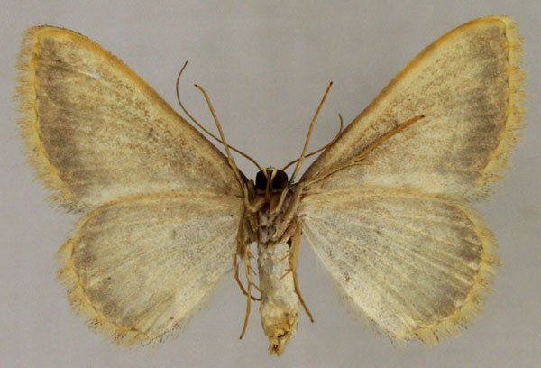/filer/webapps/moths/media/images/A/alhamrensis_Scopula_AF_ZSMb.jpg