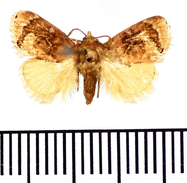 /filer/webapps/moths/media/images/A/alianta_Niphadolepis_AF_BMNH.jpg