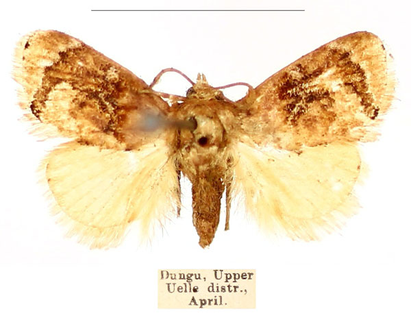 /filer/webapps/moths/media/images/A/alianta_Niphadolepis_AF_BMNH_Mc1PfeZ.jpg