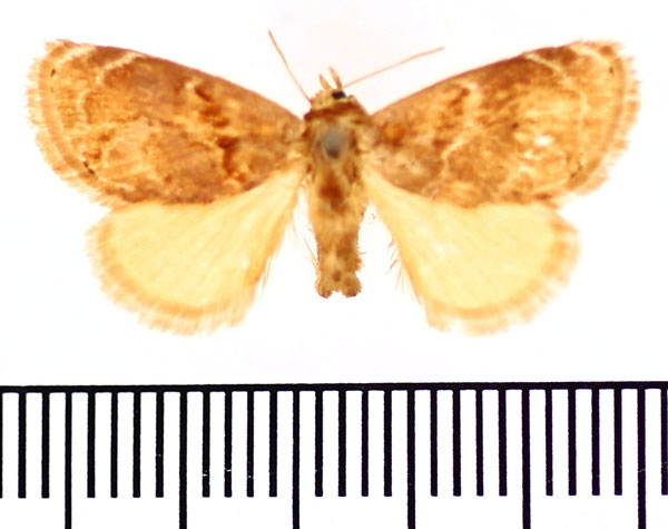 /filer/webapps/moths/media/images/A/alianta_Niphadolepis_AM_BMNH.jpg