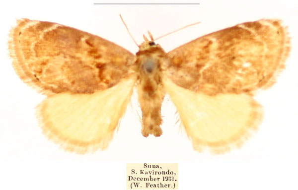 /filer/webapps/moths/media/images/A/alianta_Niphadolepis_AM_BMNH_0JULEoC.jpg