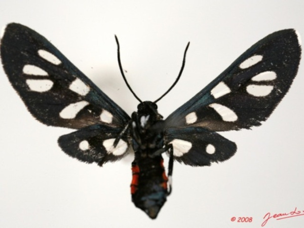 /filer/webapps/moths/media/images/A/alicia_Amata_A_Alberta_01.JPG