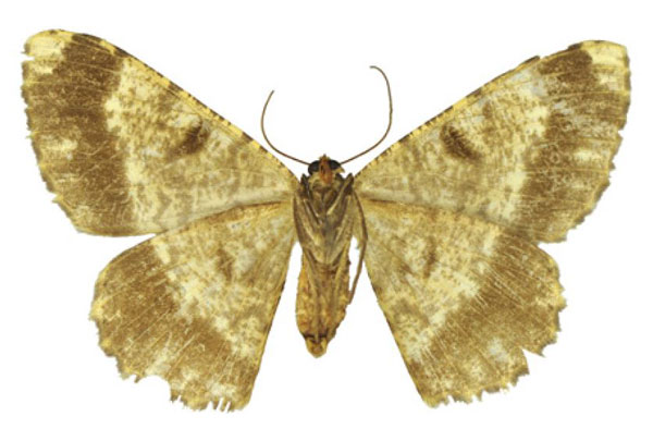 /filer/webapps/moths/media/images/A/aliena_Afroracotis_HT_ANHRTb.jpg