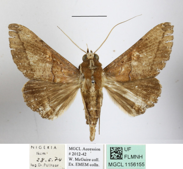 /filer/webapps/moths/media/images/A/aliena_Ogovia_A_MGCLa_01.JPG