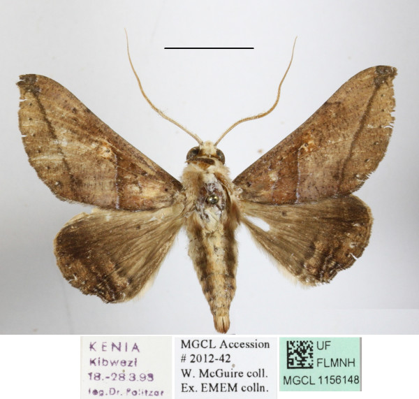 /filer/webapps/moths/media/images/A/aliena_Ogovia_A_MGCLa_02.JPG