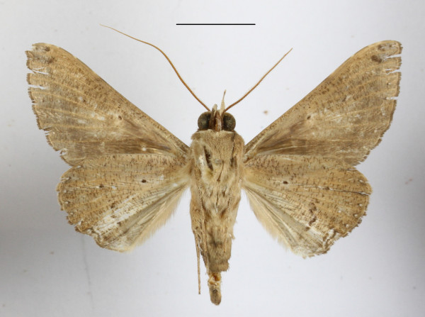 /filer/webapps/moths/media/images/A/aliena_Ogovia_A_MGCLb_01.JPG