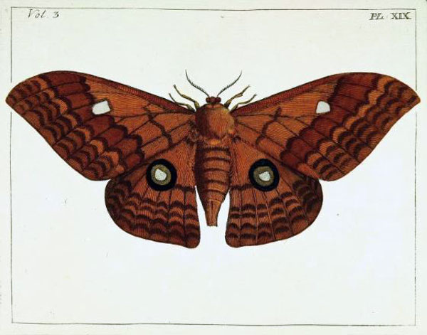 /filer/webapps/moths/media/images/A/alinda_Attacus_HT_Drury_3-19.jpg