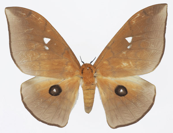 /filer/webapps/moths/media/images/A/alinda_Pseudobunaea_AF_Basquina.jpg