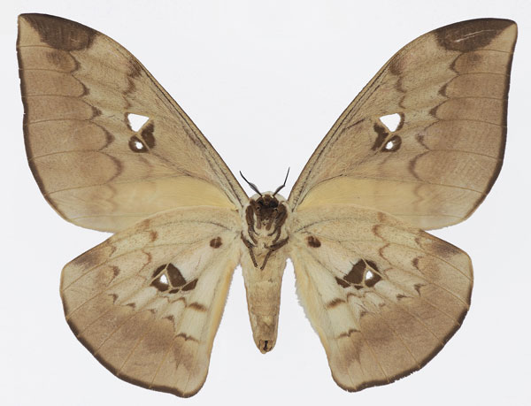 /filer/webapps/moths/media/images/A/alinda_Pseudobunaea_AF_Basquinb.jpg