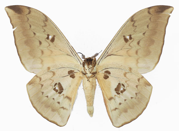 /filer/webapps/moths/media/images/A/alinda_Pseudobunaea_AM_Basquinb.jpg