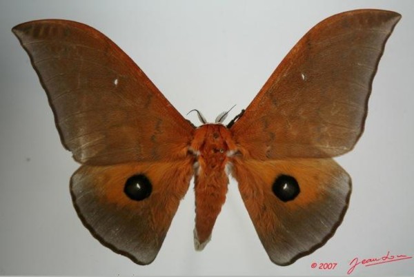 /filer/webapps/moths/media/images/A/alinda_Pseudobunaea_A_Albert_01.jpg