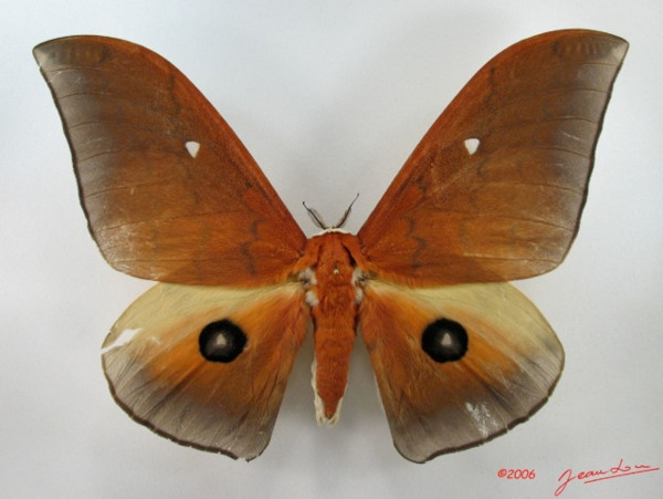 /filer/webapps/moths/media/images/A/alinda_Pseudobunaea_A_Albert_02.jpg
