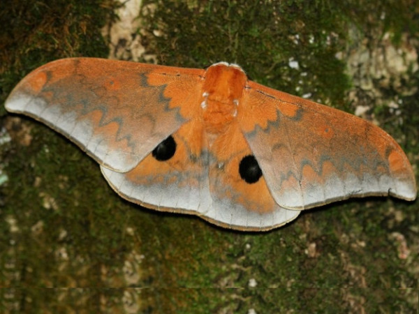 /filer/webapps/moths/media/images/A/alinda_Pseudobunaea_A_Wendt.jpg