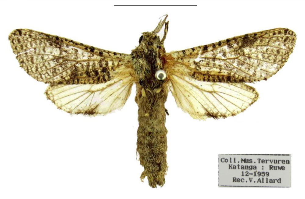 /filer/webapps/moths/media/images/A/allardi_Acosma_HT_RMCA.jpg