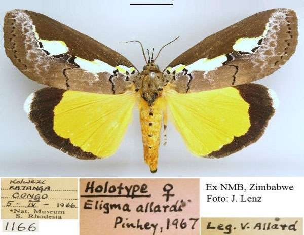 /filer/webapps/moths/media/images/A/allardi_Eligma_HT_NMB.jpg