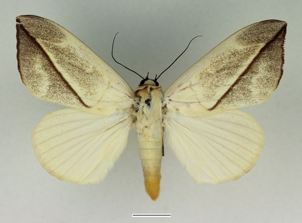 /filer/webapps/moths/media/images/A/allardi_Hypopyra_AM_Basquin.jpg