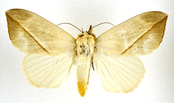 /filer/webapps/moths/media/images/A/allardi_Hypopyra_AM_NHMO.jpg