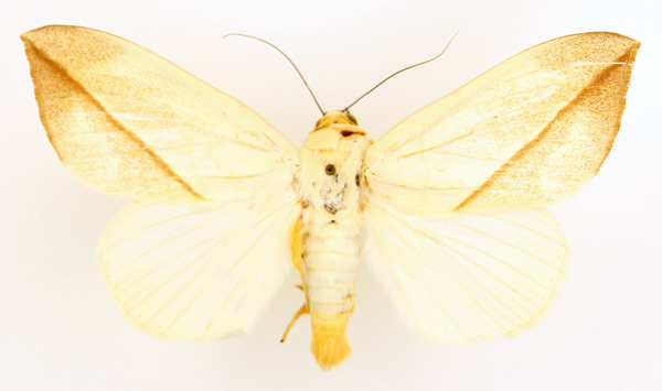 /filer/webapps/moths/media/images/A/allardi_Hypopyra_AM_TMSA.jpg