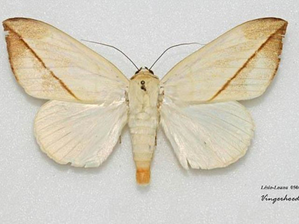 /filer/webapps/moths/media/images/A/allardi_Hypopyra_A_Vingerhoedt.jpg