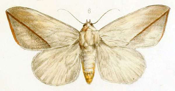/filer/webapps/moths/media/images/A/allardi_Hypopyra_HT_Oberthur1878_6.jpg