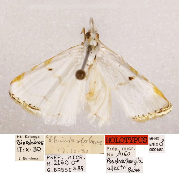 /filer/webapps/moths/media/images/A/allecto_Pseudocatharylla_HT_MHNG_wsfPc71.jpg