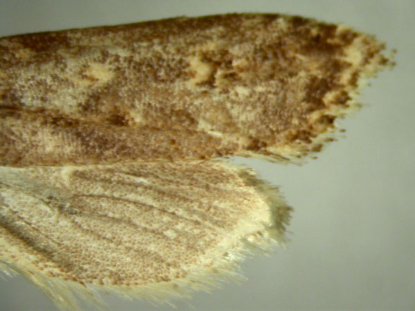 /filer/webapps/moths/media/images/A/allevata_Hyalochna_HT787_TMSA_02.jpg