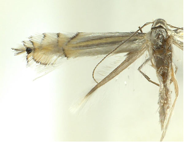 /filer/webapps/moths/media/images/A/allisonae_Phyllocnistis_A_Triberti-etal_2024_37.jpg