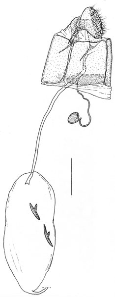 /filer/webapps/moths/media/images/A/allisonae_Phyllocnistis_GF_Triberti-etal_2024_44.jpg