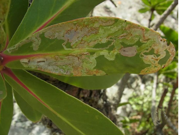 /filer/webapps/moths/media/images/A/allisonae_Phyllocnistis_mine_Triberti-etal_2024_49.jpg