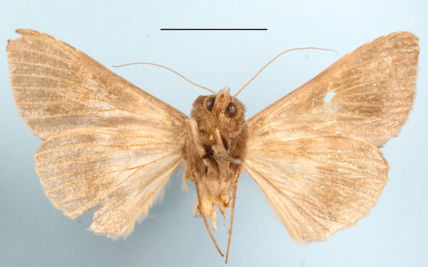 /filer/webapps/moths/media/images/A/allocota_Stigmoplusia_A_MGCLb_01.JPG