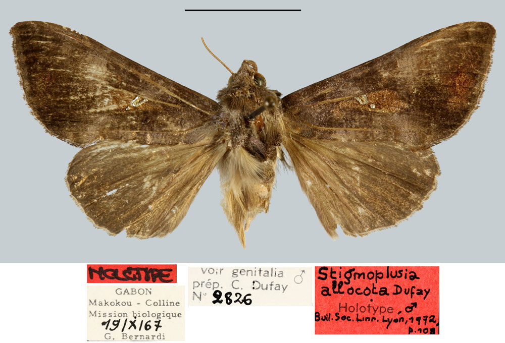 /filer/webapps/moths/media/images/A/allocota_Stigmoplusia_HT_MNHN.jpg