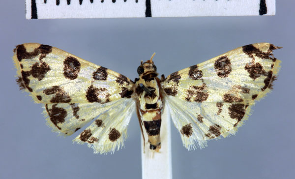 /filer/webapps/moths/media/images/A/alluaudalis_Dichocrocis_HT_MNHN.jpg