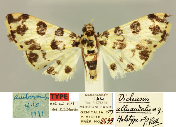 /filer/webapps/moths/media/images/A/alluaudalis_Dichocrocis_HT_MNHN_ixExSx8.jpg