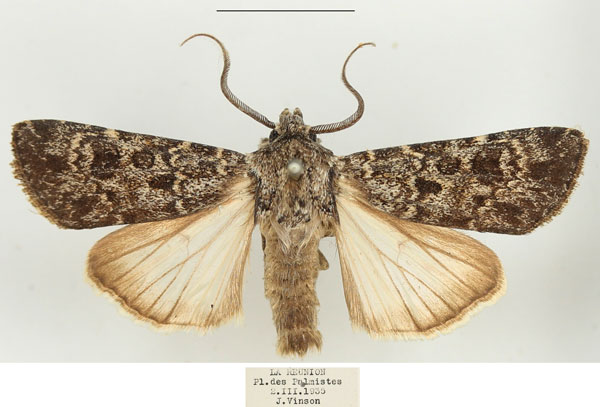 /filer/webapps/moths/media/images/A/alluaudi_Agrotis_AM_BMNH.jpg