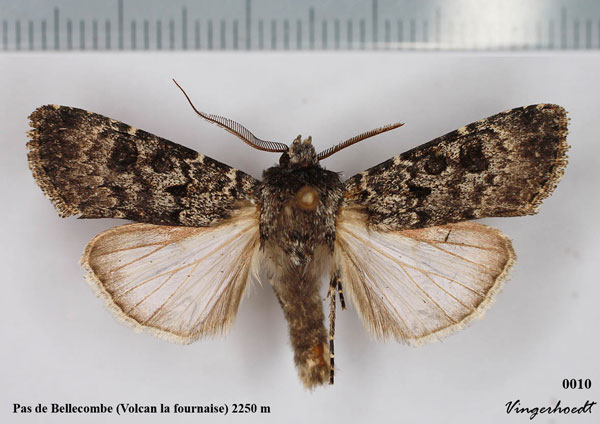 /filer/webapps/moths/media/images/A/alluaudi_Agrotis_AM_Legrain.jpg