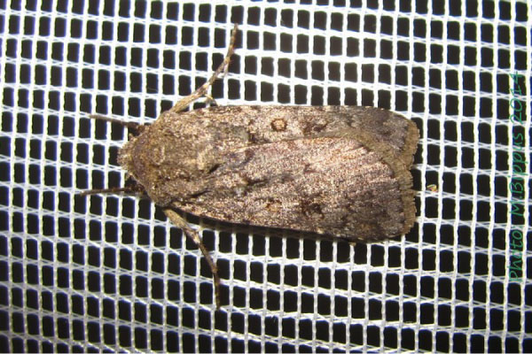 /filer/webapps/moths/media/images/A/alluaudi_Agrotis_A_Bippus.jpg