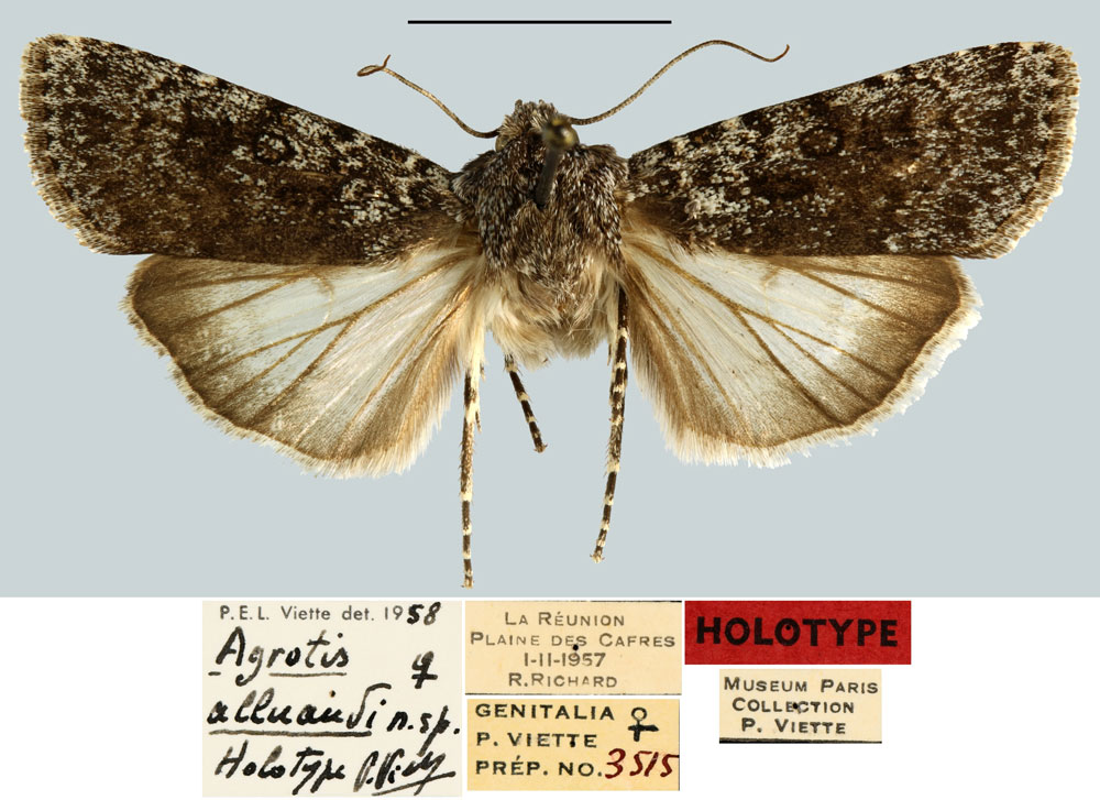 /filer/webapps/moths/media/images/A/alluaudi_Agrotis_HT_MNHN.jpg