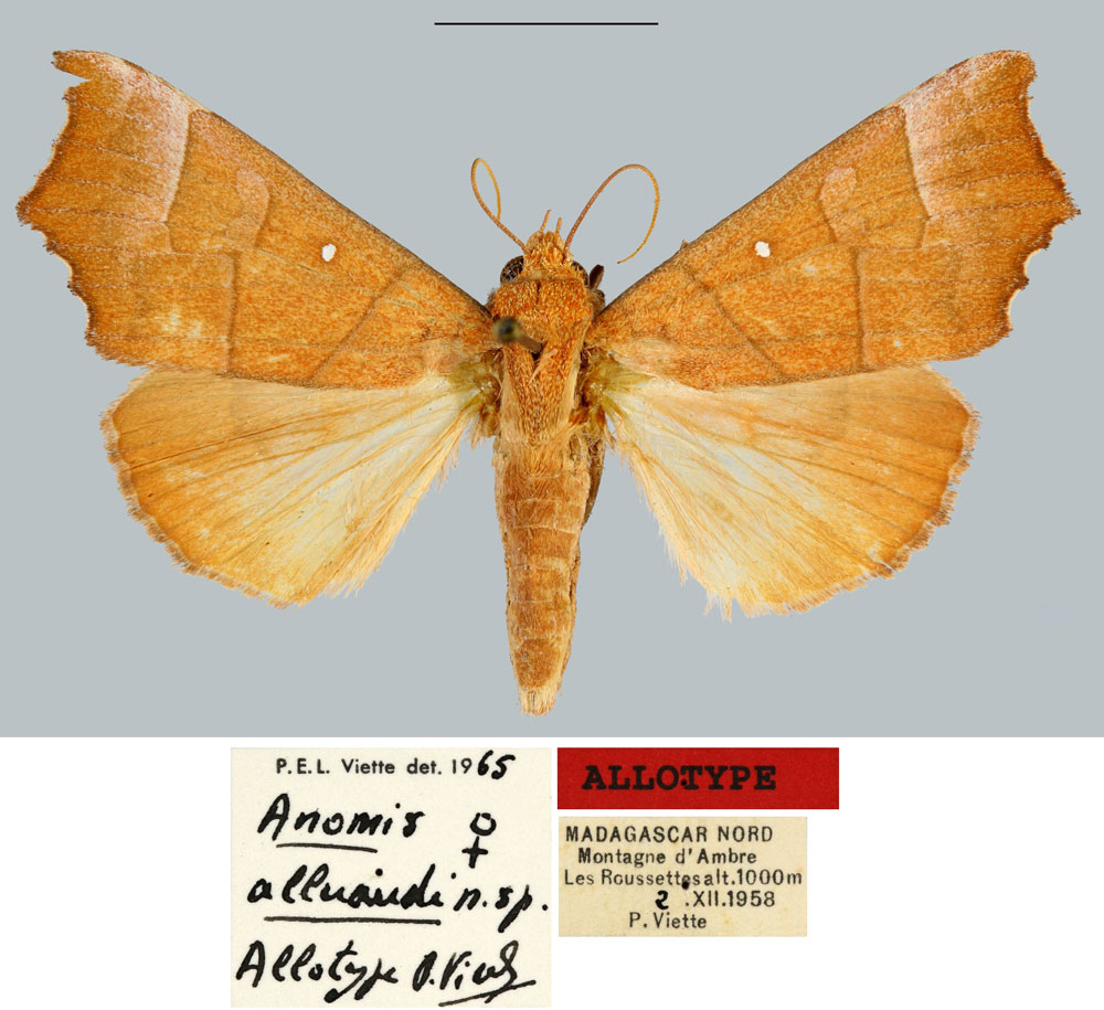 /filer/webapps/moths/media/images/A/alluaudi_Anomis_AT_MNHN.jpg