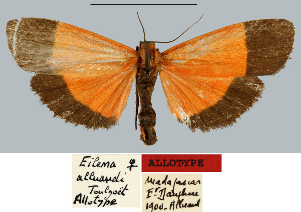 /filer/webapps/moths/media/images/A/alluaudi_Eilema_AT_MNHN.jpg