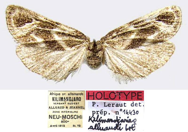 /filer/webapps/moths/media/images/A/alluaudi_Kilimandjaria_HT_MNHN.jpg