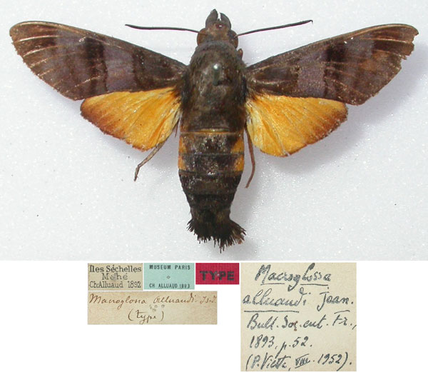 /filer/webapps/moths/media/images/A/alluaudi_Macroglossum_HT_MNHN.jpg