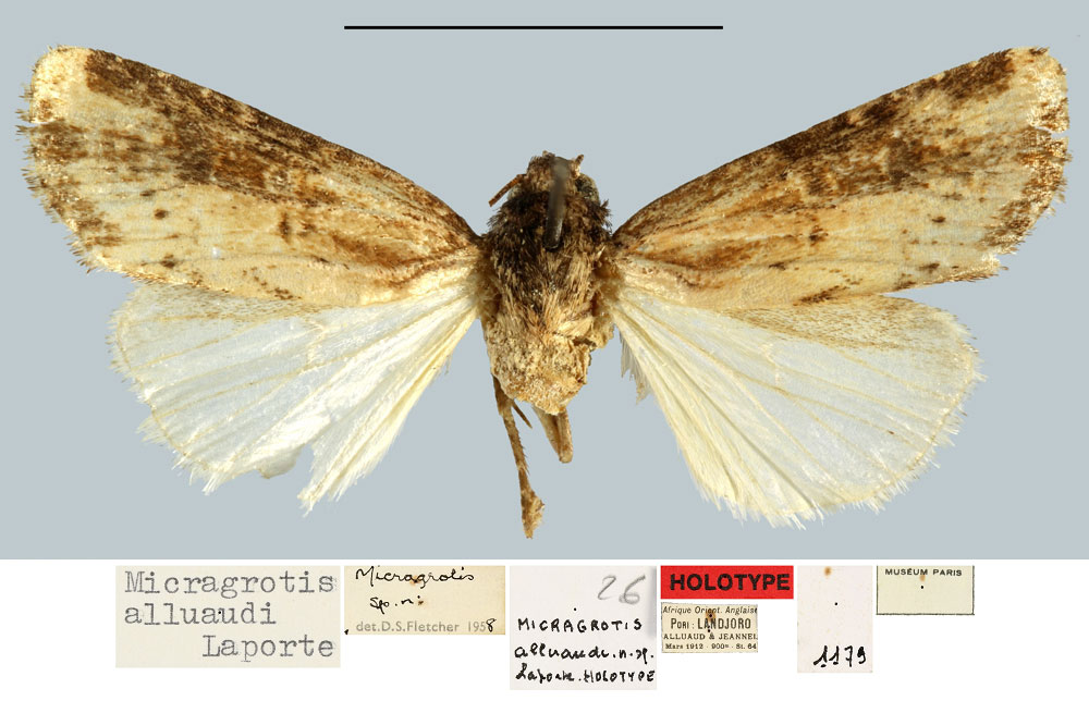 /filer/webapps/moths/media/images/A/alluaudi_Micragrotis_HT_MNHN.jpg