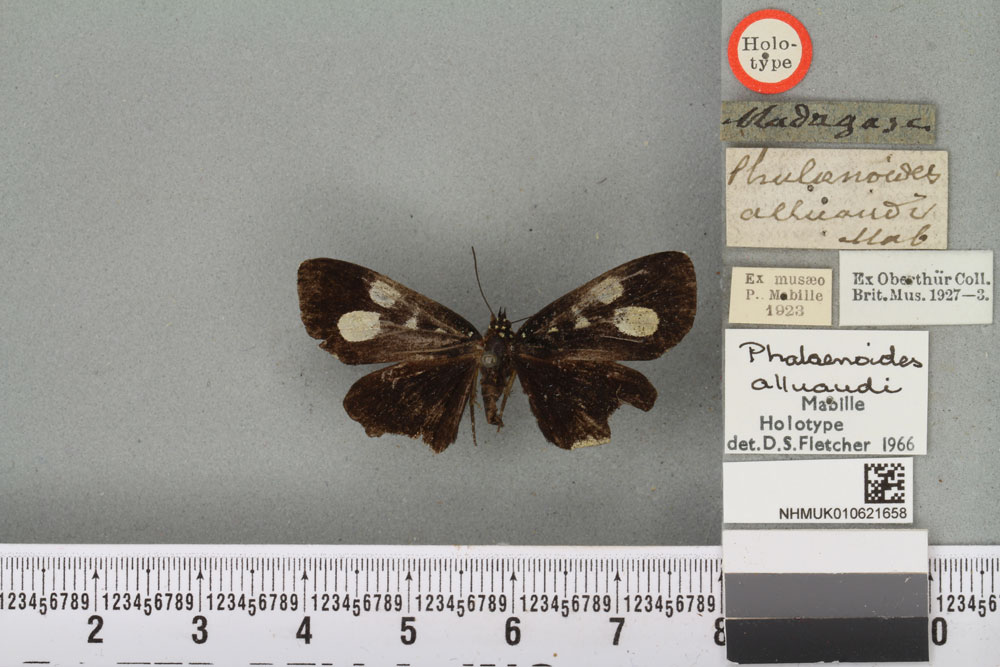 /filer/webapps/moths/media/images/A/alluaudi_Rothia_HT_BMNHa.jpg