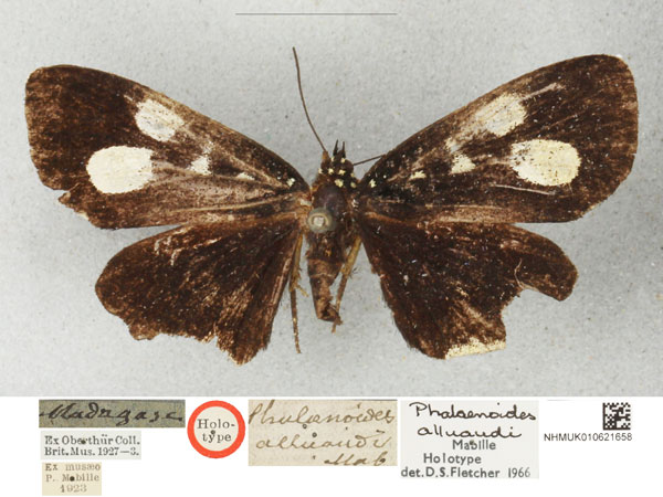 /filer/webapps/moths/media/images/A/alluaudi_Rothia_HT_BMNHa_JYRKktE.jpg