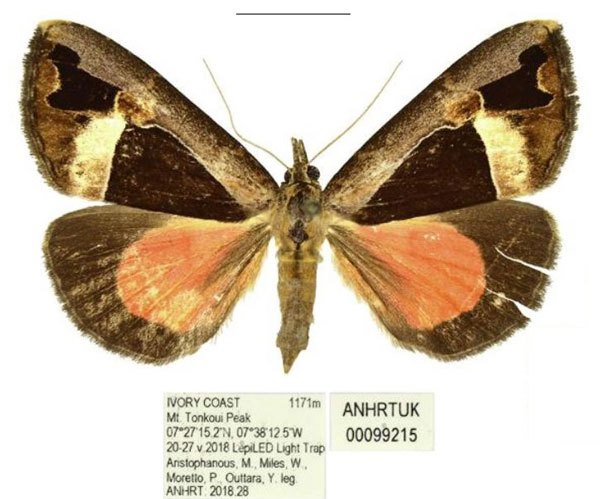 /filer/webapps/moths/media/images/A/alluaudi_Sarothroceras_AF_ANHRT.jpg