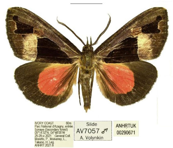 /filer/webapps/moths/media/images/A/alluaudi_Sarothroceras_AM_ANHRT.jpg