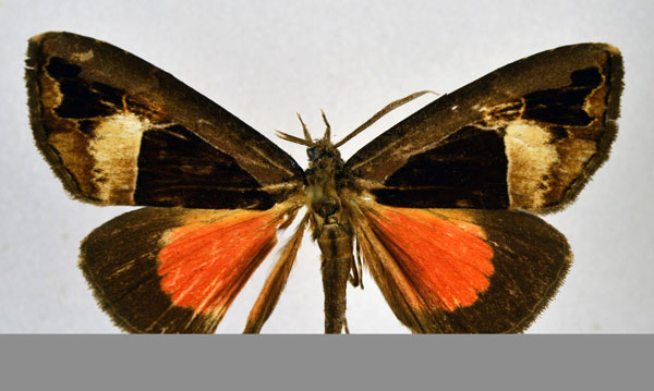 /filer/webapps/moths/media/images/A/alluaudi_Sarothroceras_AM_NHMO.jpg
